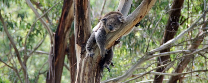 Koala auf Eukalyptus