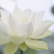 Weißer Lotus