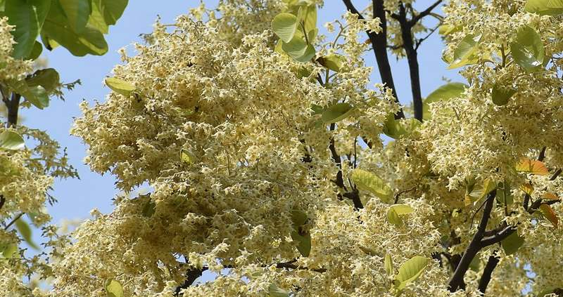 Sal-Harz Baum mit Blüten