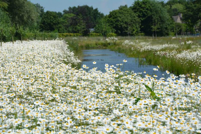 Blumenwiese vor Teich
