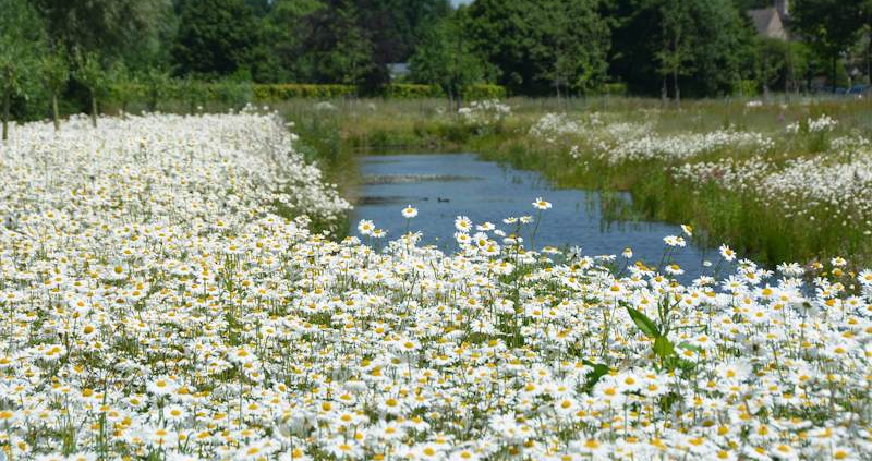 Blumenwiese vor Teich