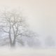 Baum im Winternebel