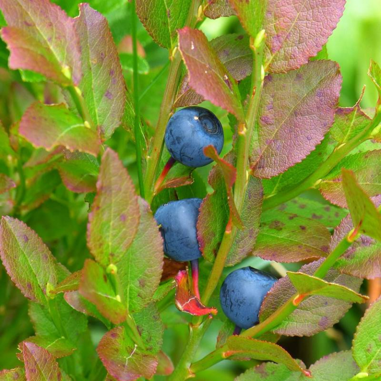 Alle Ehre der Heidelbeere - Puja Incense