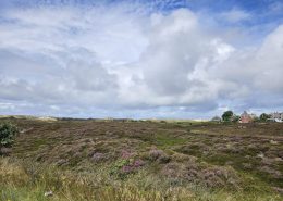 Heide auf Sylt