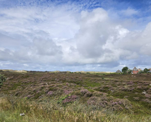 Heide auf Sylt
