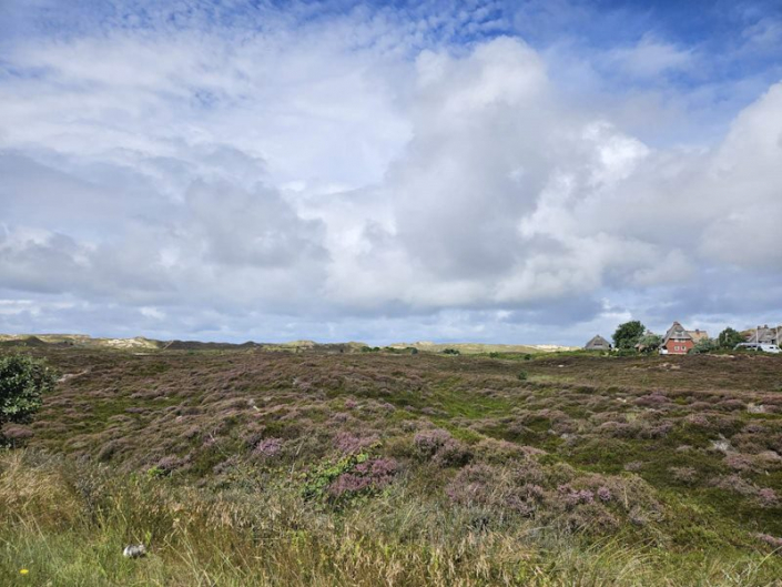 Heide auf Sylt