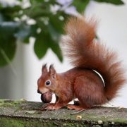 Eichhörnchen mit Nuss