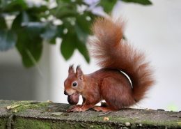 Eichhörnchen mit Nuss