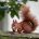 Eichhörnchen mit Nuss