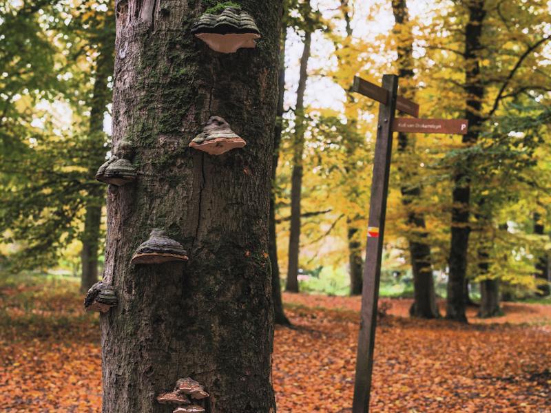 Baumstamm mit Zunderschwamm