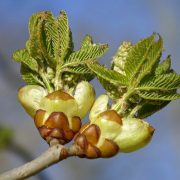 Knospe der Rkosskastanie