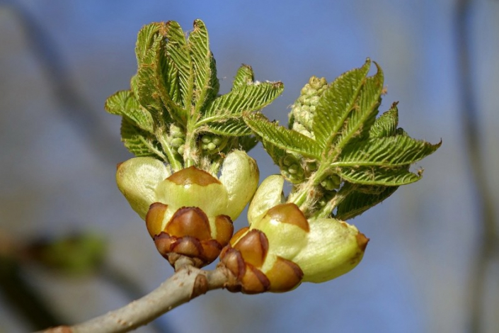 Bluete-Rosskastanie Knospe der Rkosskastanie