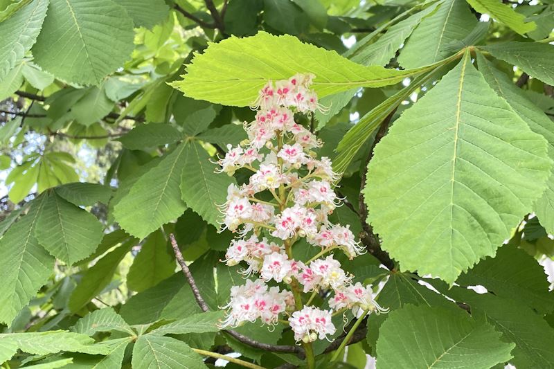 Kastanienblüte
