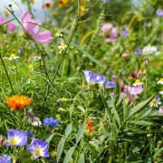 Blumenwiese