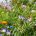 Blumenwiese