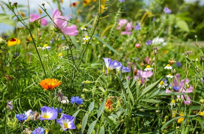 Blumenwiese Blumenwiese