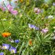 Blumenwiese