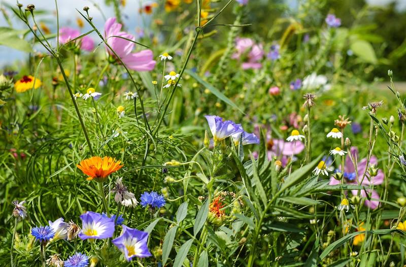 Blumenwiese Blumenwiese