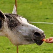 Pferd