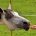 Pferd