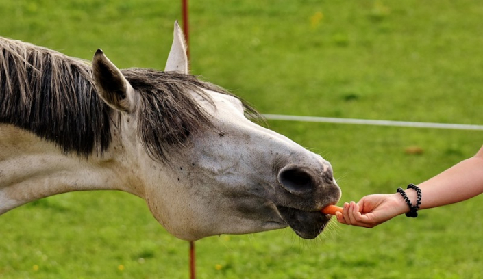 Pferd Pferd