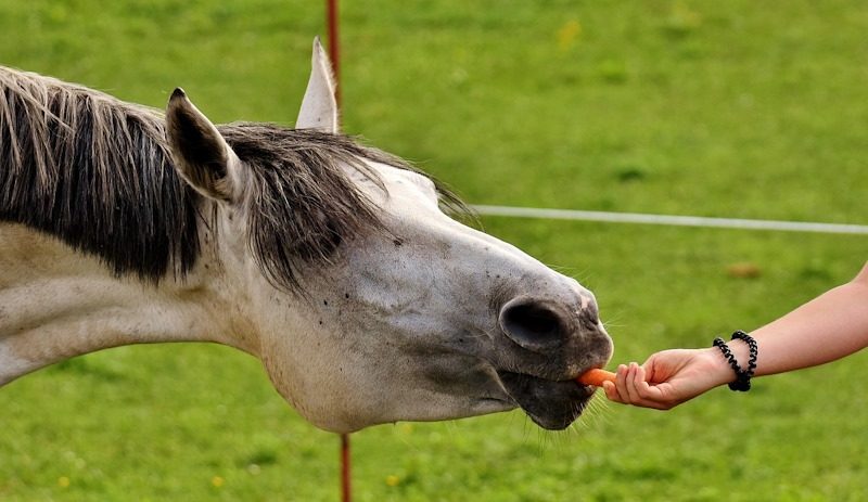 Pferd Pferd