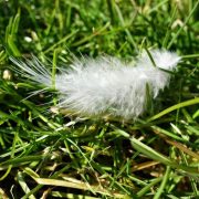 Feder im Gras
