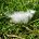 Feder im Gras