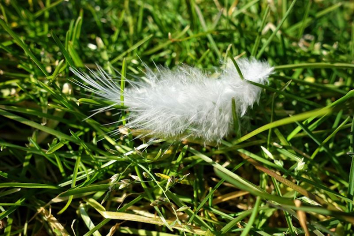 Feder im Gras Feder im Gras